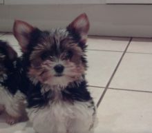 Teacup Biewer Terrier Puppies For Sale, Text (408) 800-1959 Image eClassifieds4u 2