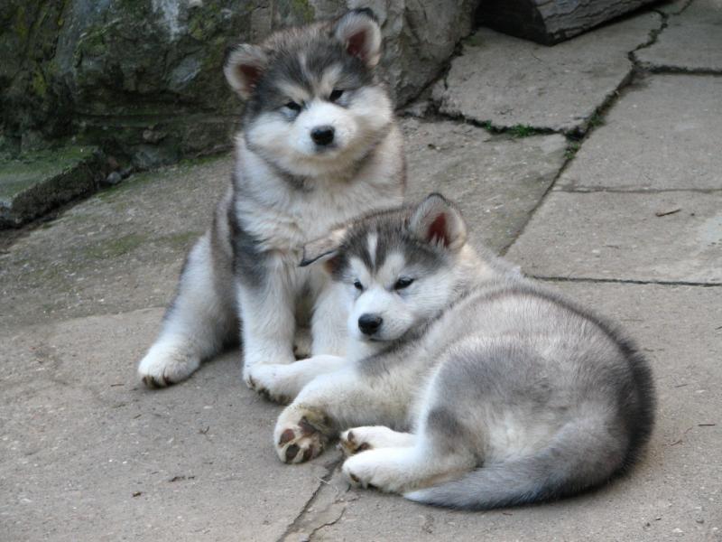 Pure Alaskan Malamute Puppies For Sale, SMS (408) 800-1959 Image eClassifieds4u