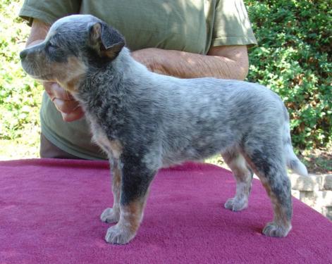 Super Australian Cattle Dog Puppies For Sale, SMS (408) 800-1959 Image eClassifieds4u