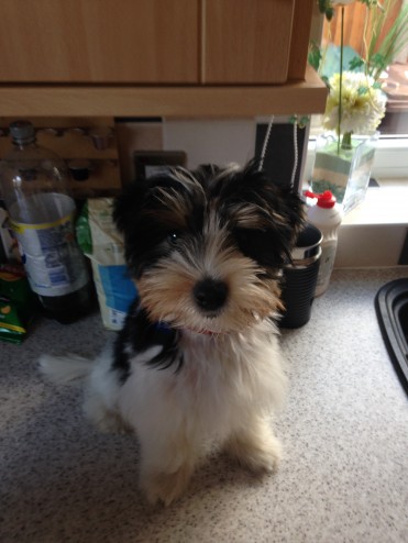 Teacup Biewer Terrier Puppies For Sale, Text (408) 800-1959 Image eClassifieds4u