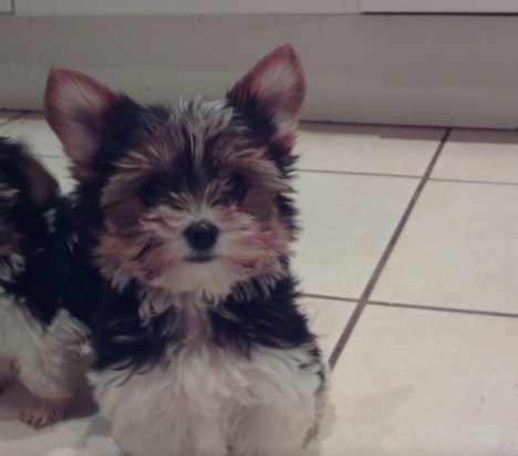 Teacup Biewer Terrier Puppies For Sale, Text (408) 800-1959 Image eClassifieds4u