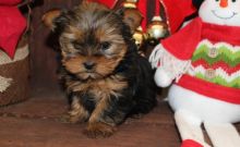 Extra Charming Yorkshire Terrier puppies for adoption. Text at (443)808-0144