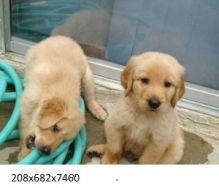 Golden Retriever Puppies alwast at home with children (208)682-7460