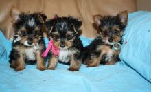 Lovely Face Yorkie Puppies (209) 920-7756