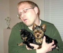 Male and Female Yorkie Puppies (209) 920-7756