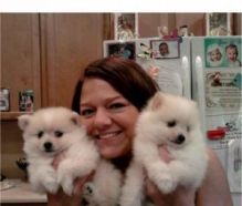 AKC Female Pomeranian Puppies//veronicalu.cy96@gmail.com