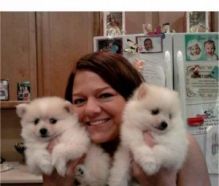 Home Trained Pair Of Pomeranian Pups//veronicalu.cy96@gmail.com