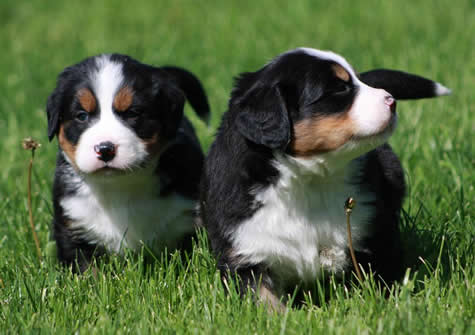 *beautiful Bernese Mountain Dog For Sale, Text (408) 800-1959 Image eClassifieds4u