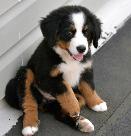 *beautiful Bernese Mountain Dog For Sale, Text (408) 800-1959 Image eClassifieds4u