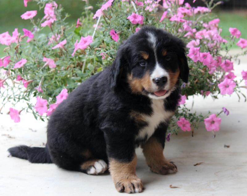 *beautiful Bernese Mountain Dog For Sale, Text (408) 800-1959 Image eClassifieds4u