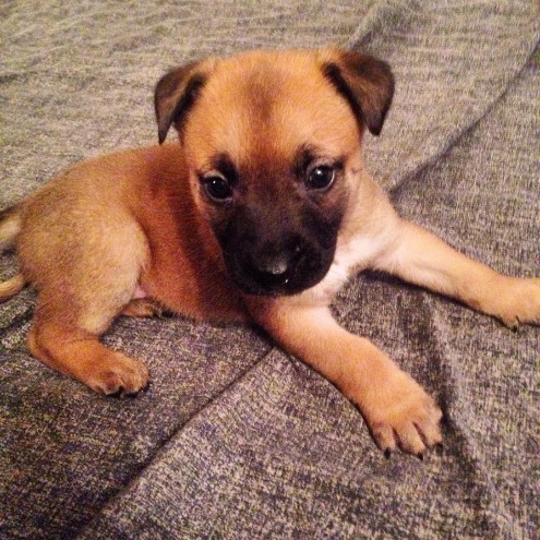 Belgian Malinois Puppies For Sale, Text (408) 800-1959 Image eClassifieds4u