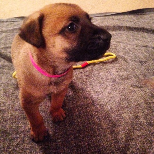Belgian Malinois Puppies For Sale, Text (408) 800-1959 Image eClassifieds4u