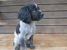 Brittany Spaniel Springer Puppies For Sale Text (408) 800-1959