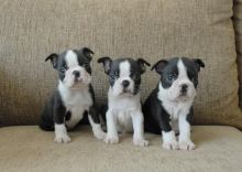 Beauiful Boston Terrier Puppies For Sale Text (408) 800-1959
