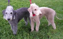 Bedlington Terrier Puppies For Sale, Text (408) 800-1959