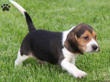 I Have Two Gorgeous Beagle Puppies For Sale, Text (408) 800-1959