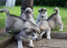 Pure Alaskan Malamute Puppies For Sale, Text (408) 800-1959