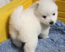 Samoyed Puppies For Sale Text (408) 800-1959