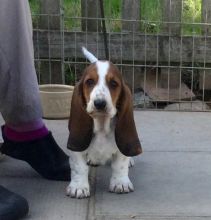 Stunning Quality Basset Hound Puppies For Sale, Text (408) 800-1959