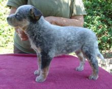 Super Australian Cattle Dog For Sale, Text (408) 800-1959