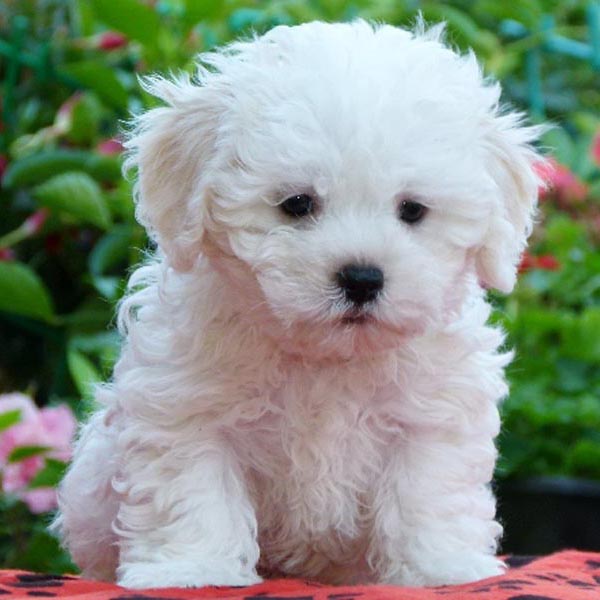 K.c Reg Bolognese Pups.1 Male/1 Female Puppies For Sale Text (408) 800-1959 Image eClassifieds4u