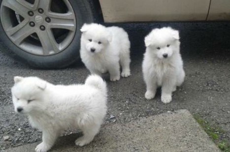 Adorable Samoyed Puppies For Sale Text (408) 800-1959 Image eClassifieds4u