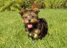 Australian Terrier Puppies For Sale, Text (408) 800-1959 Image eClassifieds4u
