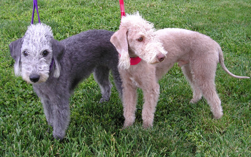 Bedlington Terrier Puppies For Sale, Text (408) 800-1959 Image eClassifieds4u