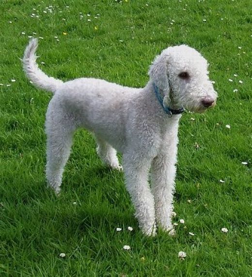 Bedlington Terrier Puppies For Sale, Text (408) 800-1959 Image eClassifieds4u