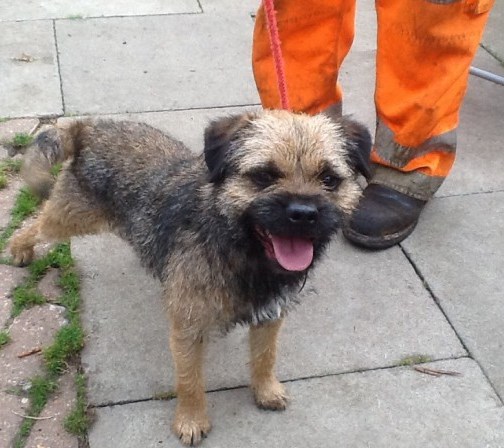 Border Terrier Puppies For Sale Text (408) 800-1959 Image eClassifieds4u