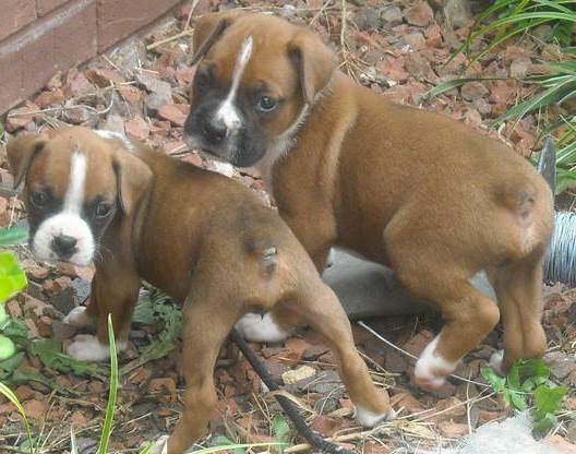 Brindle And Red Boxer Puppies For Sale Text (408) 800-1959 Image eClassifieds4u
