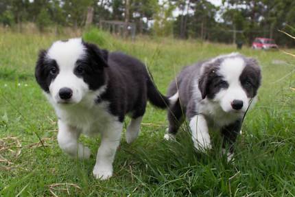 Healthy Border Collie Puppies.**vaccinated ** Puppies For Sale Text (408) 800-1959 Image eClassifieds4u