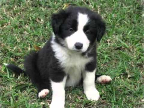 Healthy Border Collie Puppies.**vaccinated ** Puppies For Sale Text (408) 800-1959 Image eClassifieds4u