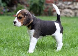 I Have Two Gorgeous Beagle Puppies For Sale, Text (408) 800-1959 Image eClassifieds4u