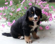 *beautiful Bernese Mountain Dog For Sale, Text (408) 800-1959 Image eClassifieds4u 3