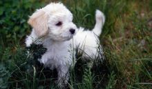 K.c Reg Bolognese Pups.1 Male/1 Female Puppies For Sale Text (408) 800-1959 Image eClassifieds4u 3