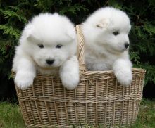 Adorable Samoyed Puppies For Sale Text (408) 800-1959 Image eClassifieds4u 2