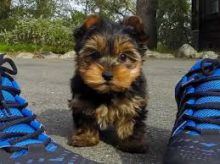 Australian Terrier Puppies For Sale, Text (408) 800-1959 Image eClassifieds4u 1