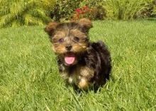 Australian Terrier Puppies For Sale, Text (408) 800-1959 Image eClassifieds4u 2