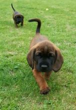 Bavarian Mountain Hound Puppies For Sale, Text (408) 800-1959 Image eClassifieds4u 1