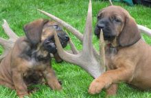 Bavarian Mountain Hound Puppies For Sale, Text (408) 800-1959 Image eClassifieds4u 2