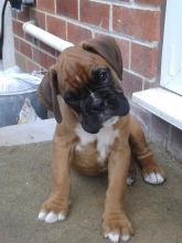 Brindle And Red Boxer Puppies For Sale Text (408) 800-1959 Image eClassifieds4u 2