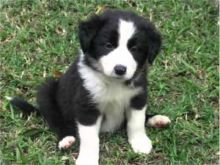 Healthy Border Collie Puppies.**vaccinated ** Puppies For Sale Text (408) 800-1959 Image eClassifieds4u 2
