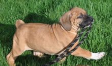 Last 3 Sweet Boerboel Puppies For Sale Text (408) 800-1959 Image eClassifieds4u 2