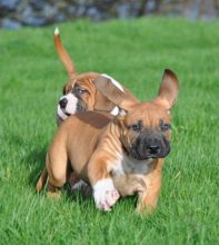 Last 3 Sweet Boerboel Puppies For Sale Text (408) 800-1959 Image eClassifieds4u 3