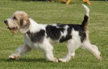 Petit Basset Griffon Vendeen Puppies For Sale, Text (408) 800-1959 Image eClassifieds4u 2