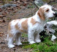 Petit Basset Griffon Vendeen Puppies For Sale, Text (408) 800-1959 Image eClassifieds4u 3