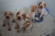 Stunning Bracco Italiano Puppies For Sale Text (408) 800-1959 Image eClassifieds4u 2