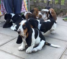 Stunning Quality Basset Hound Puppies For Sale, Text (408) 800-1959 Image eClassifieds4u 2