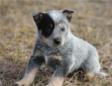 Super Australian Cattle Dog For Sale, Text (408) 800-1959 Image eClassifieds4u 2